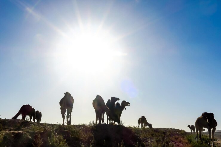 When Is Eid Al Adha 2025? UAE Public Holiday Dates
